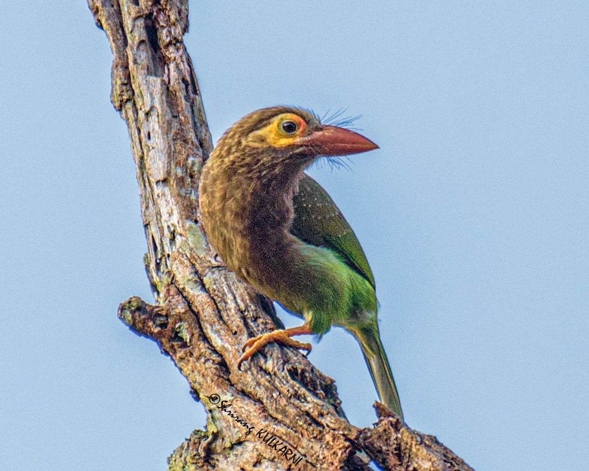 Brown-headed Barbet - ML638132122