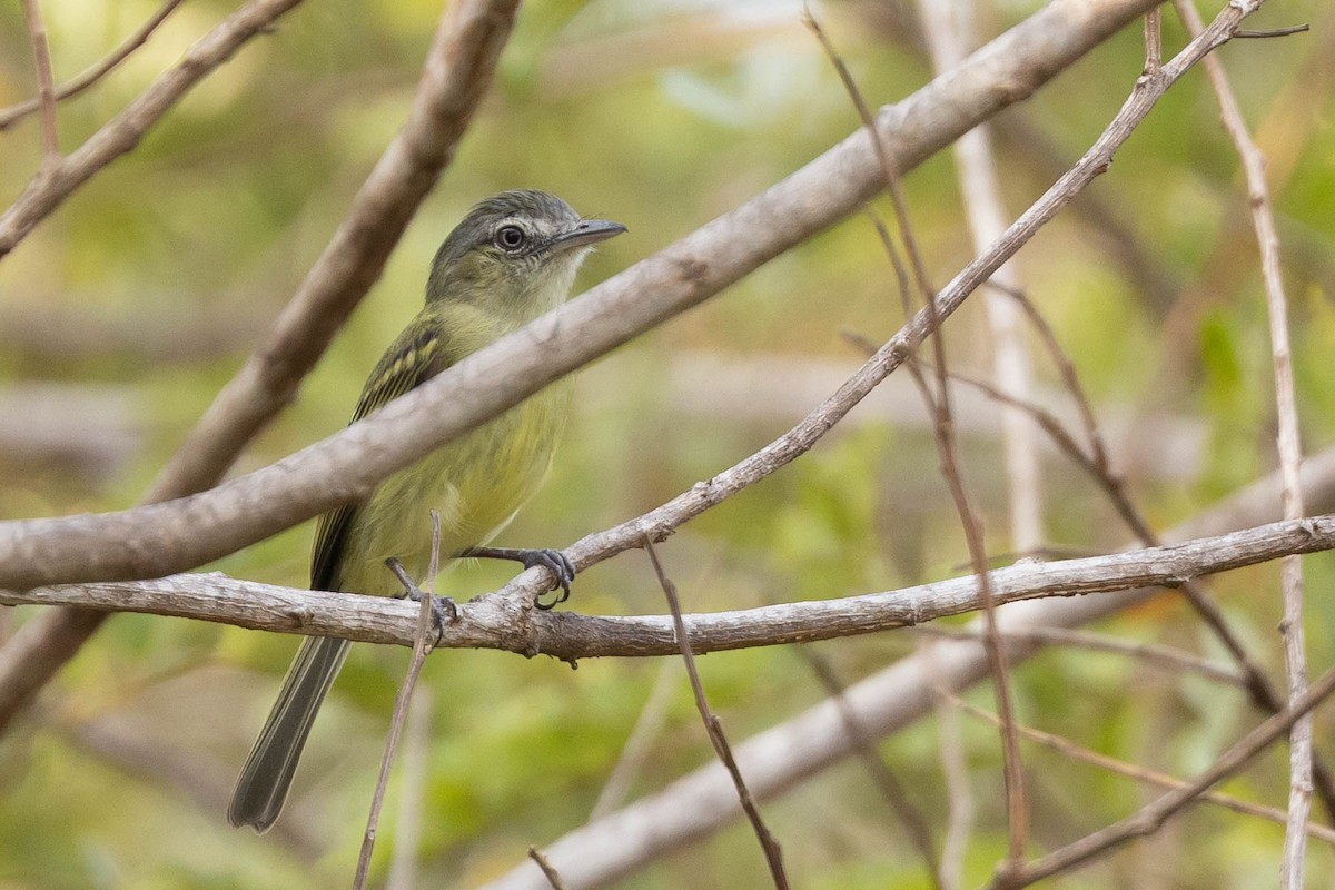 Yellow-olive Flatbill - ML638132125