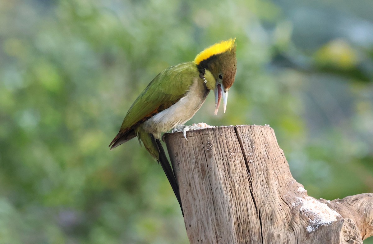Greater Yellownape - ML638132132