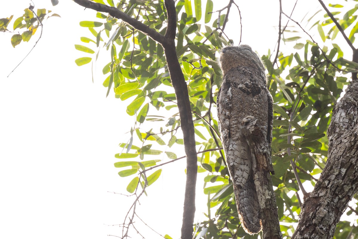 Great Potoo - ML638132134