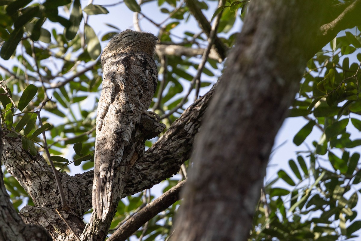 Great Potoo - ML638132135