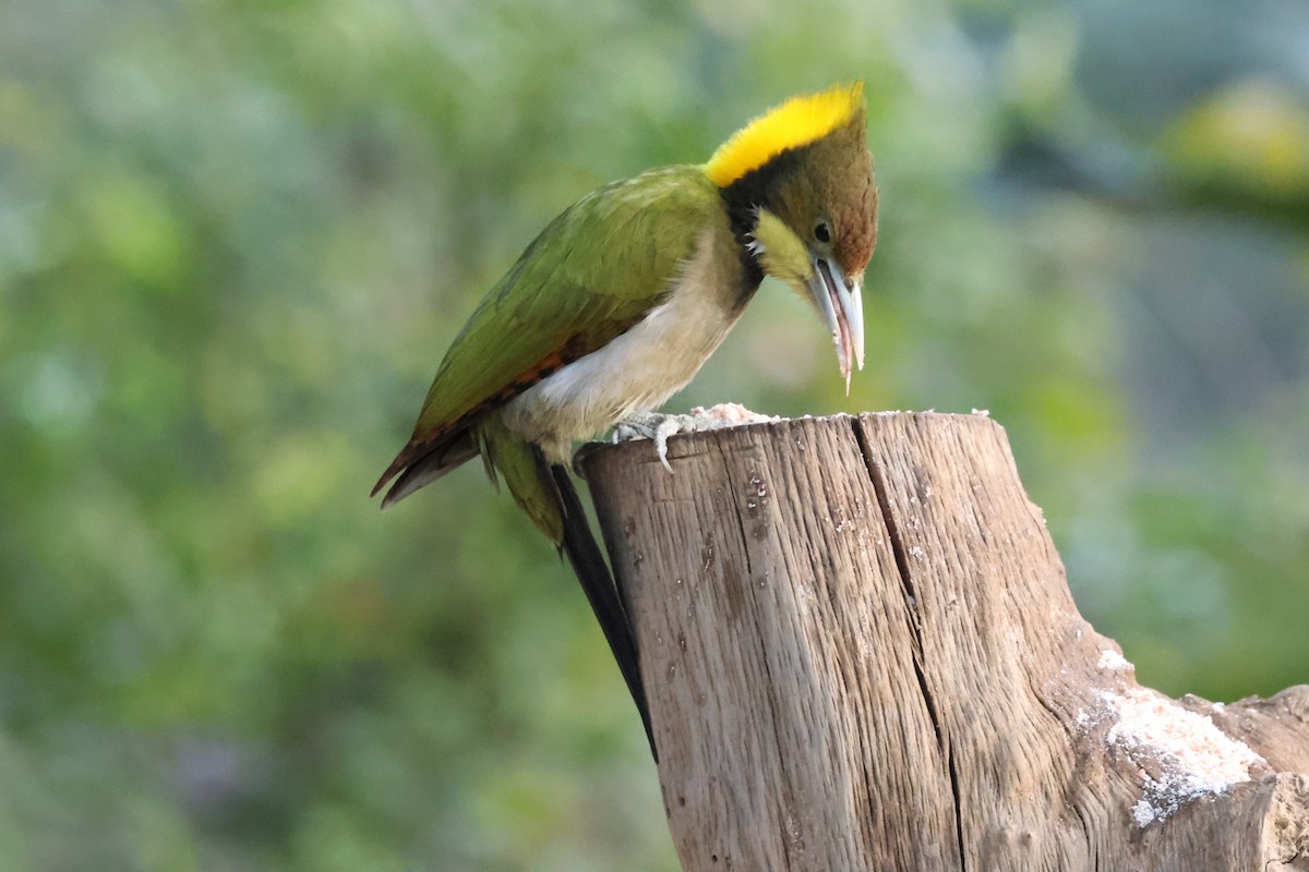 Greater Yellownape - ML638132136