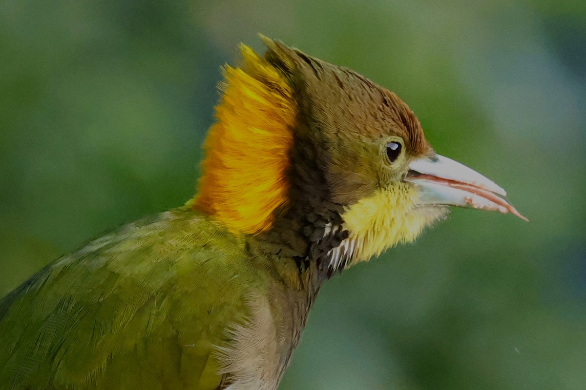 Greater Yellownape - ML638132139