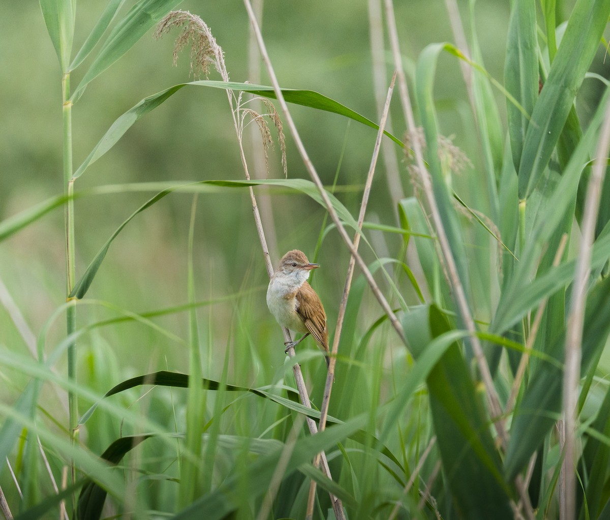Great Reed Warbler - ML638132140
