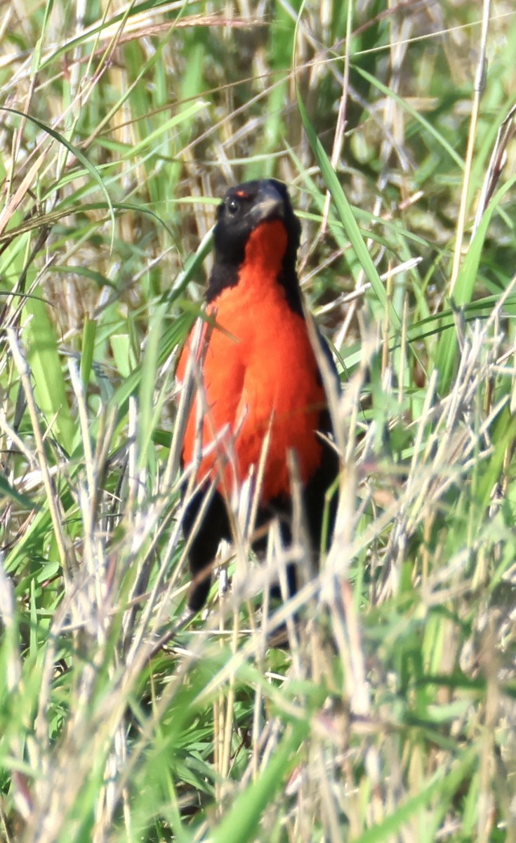 Red-breasted Meadowlark - ML638132146