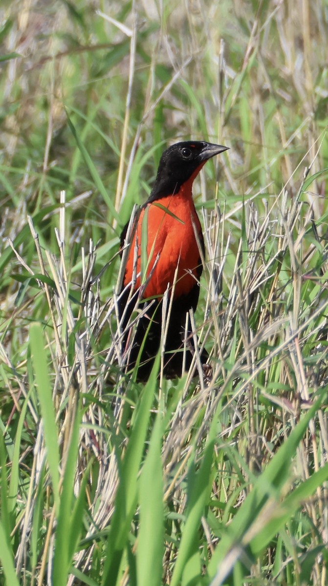 Red-breasted Meadowlark - ML638132147
