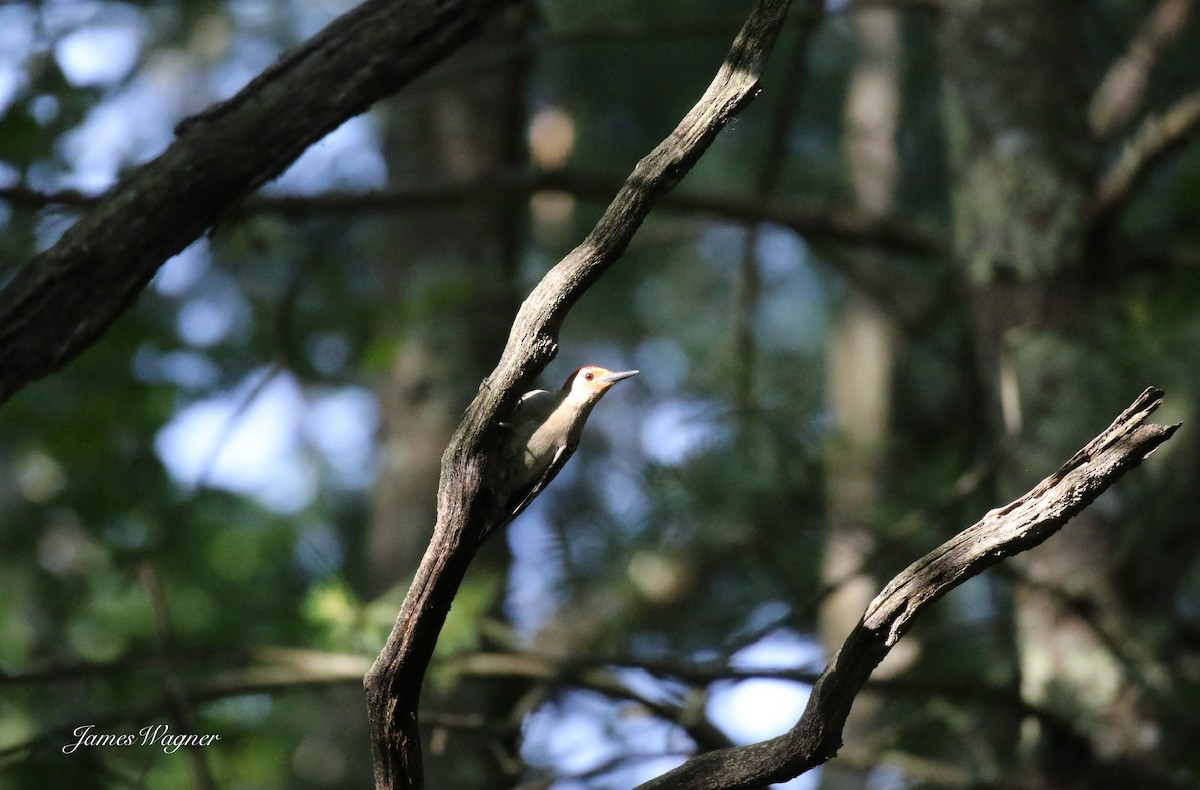 Red-bellied Woodpecker - ML638132174