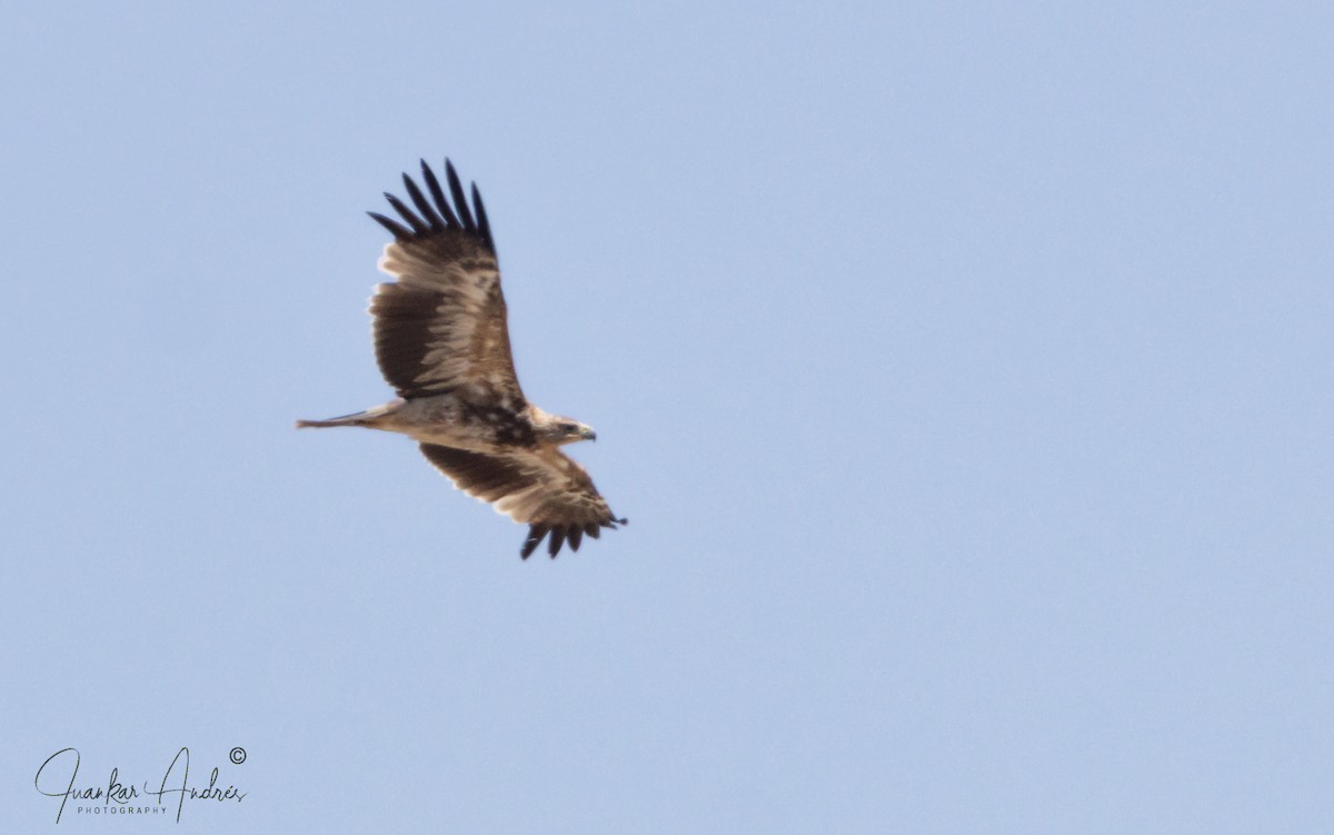Spanish Eagle - ML638132192