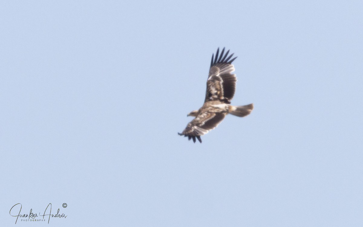 Spanish Eagle - ML638132193