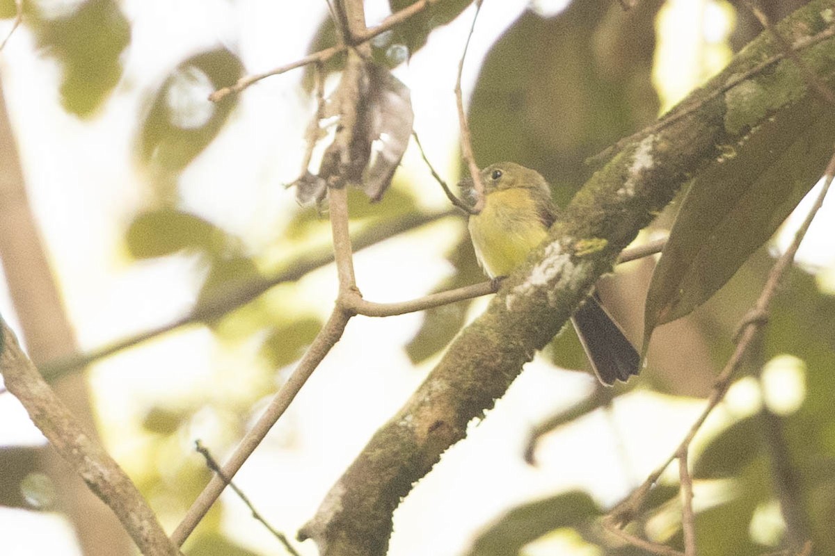 Whiskered Flycatcher - ML638132198