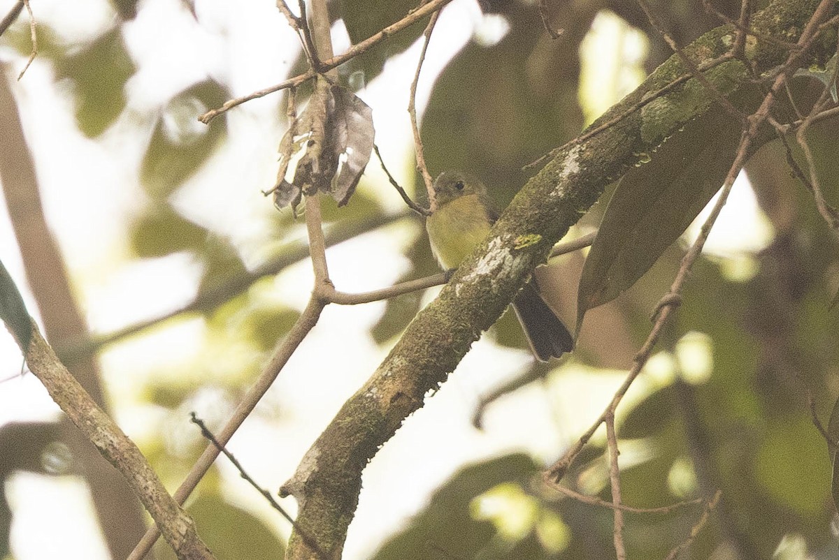 Whiskered Flycatcher - ML638132199