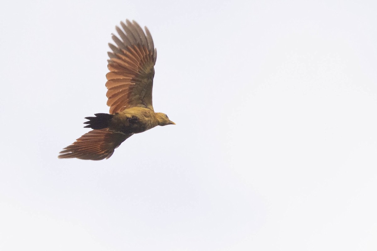 Cream-colored Woodpecker - ML638132204