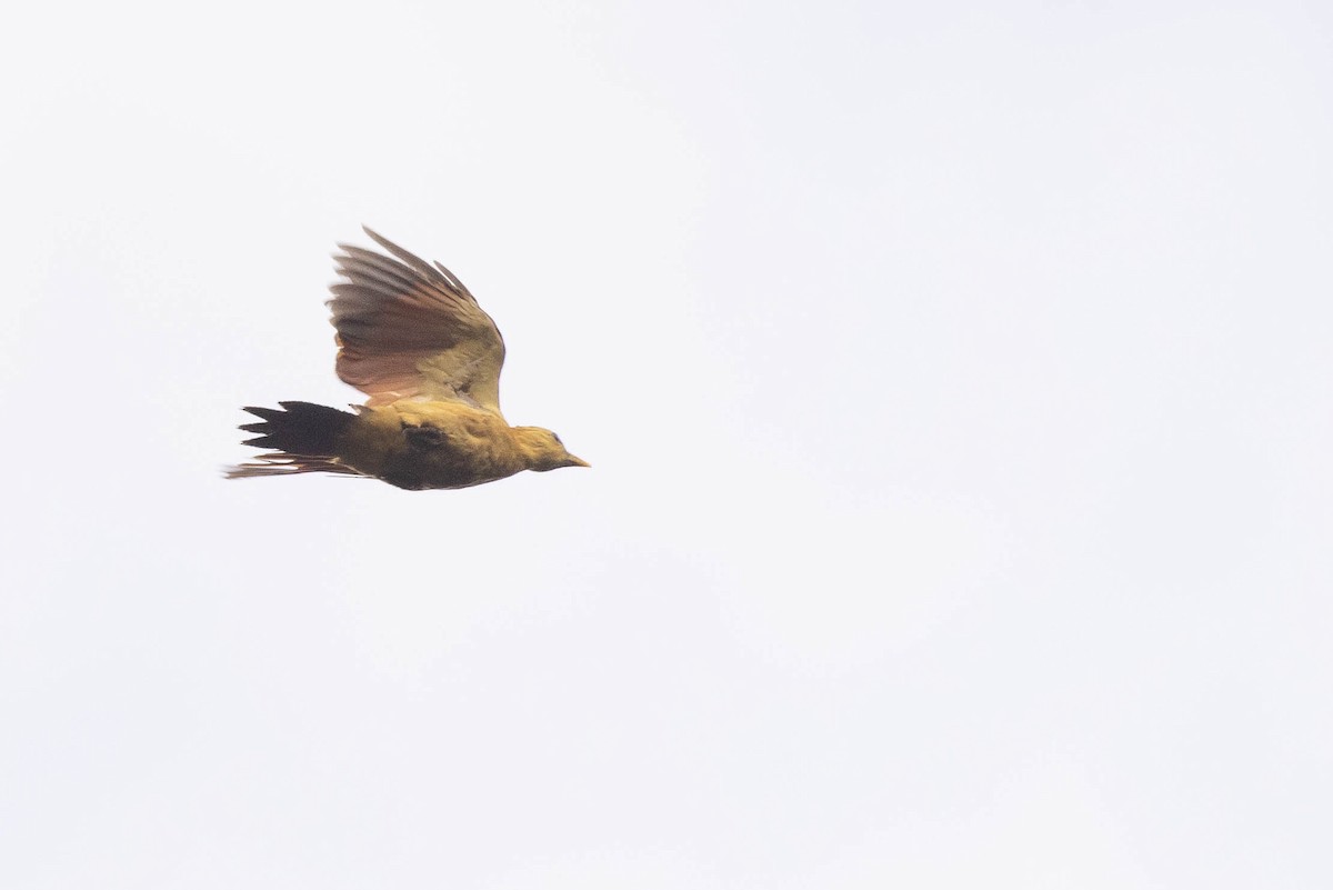 Cream-colored Woodpecker - ML638132223