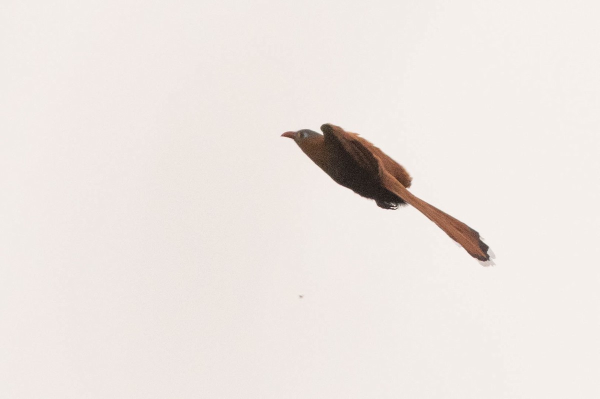 Black-bellied Cuckoo - ML638132224