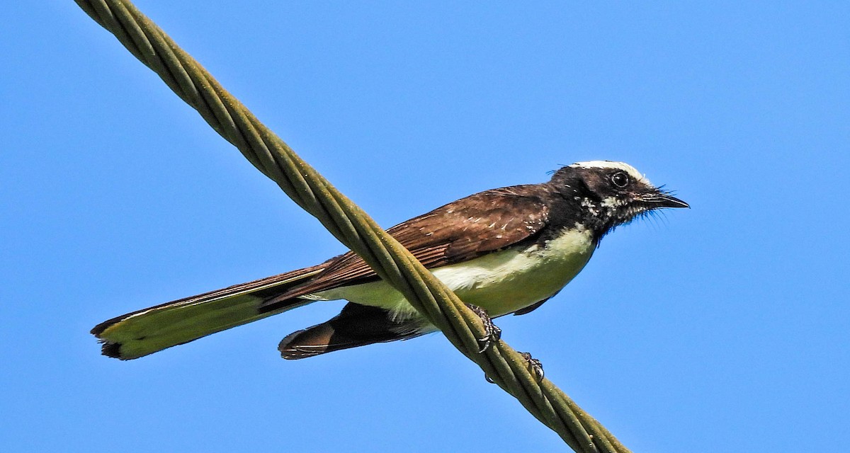 White-browed Fantail - ML638132232