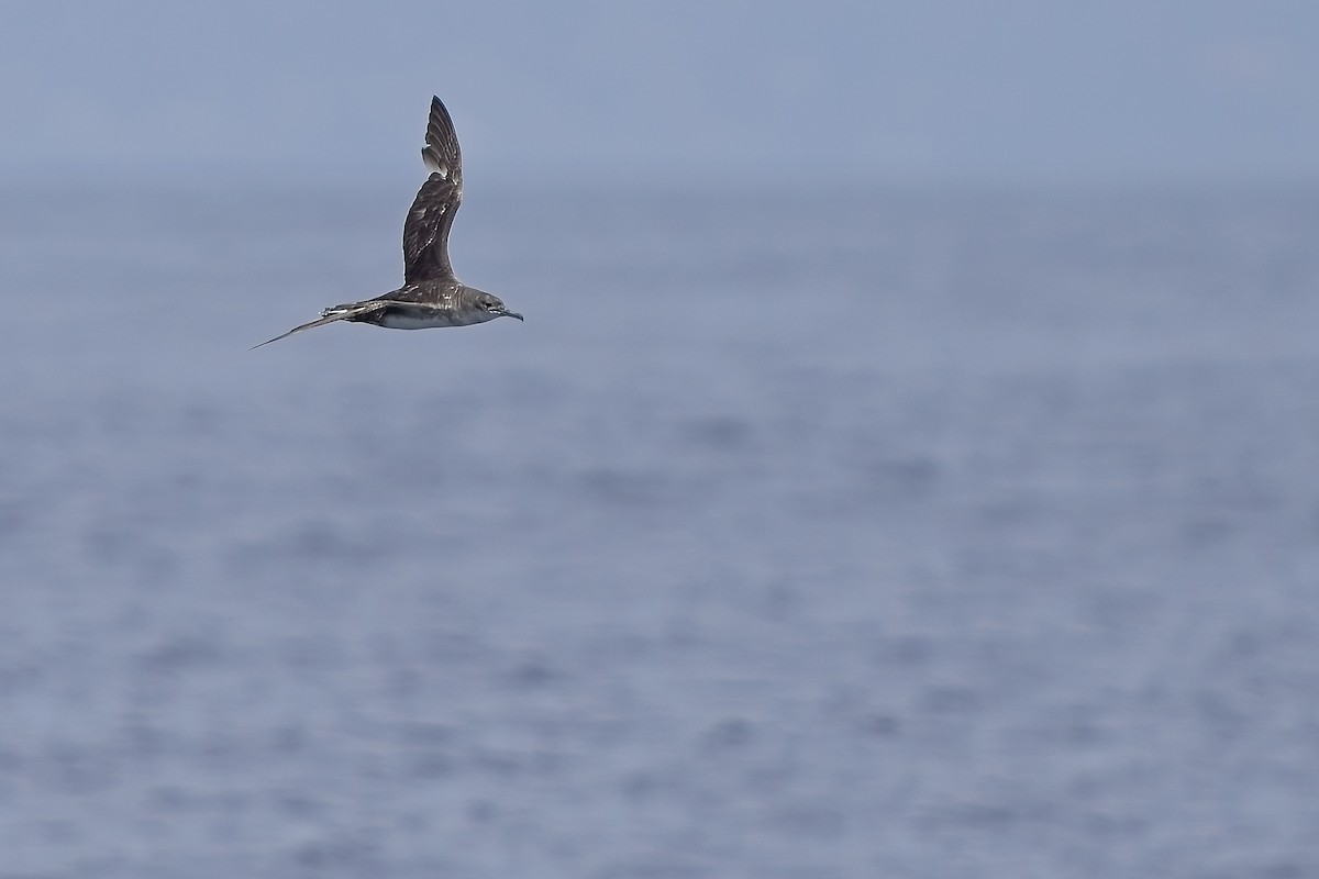 Balearic Shearwater - ML638132256