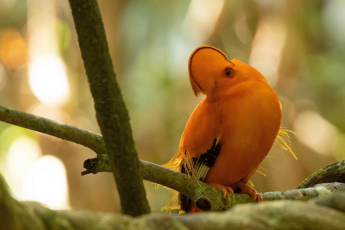 Guianan Cock-of-the-rock - ML638132260