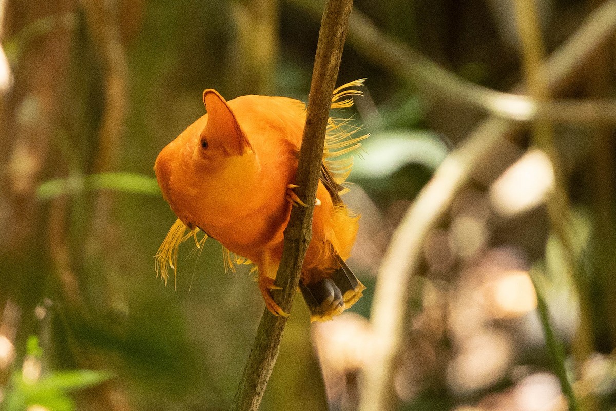 Guianan Cock-of-the-rock - ML638132264