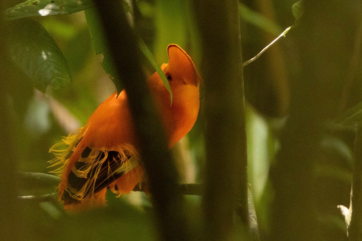 Guianan Cock-of-the-rock - ML638132265