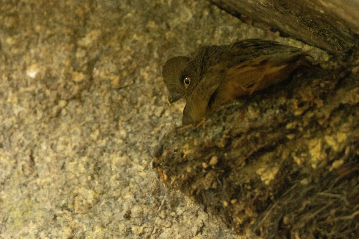 Guianan Cock-of-the-rock - ML638132266