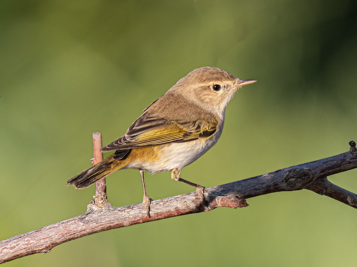 Western Bonelli's Warbler - ML638132276