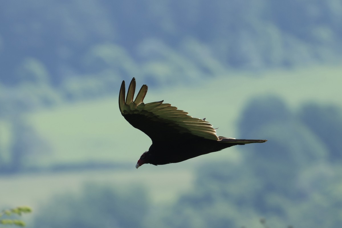 Turkey Vulture - ML638132304