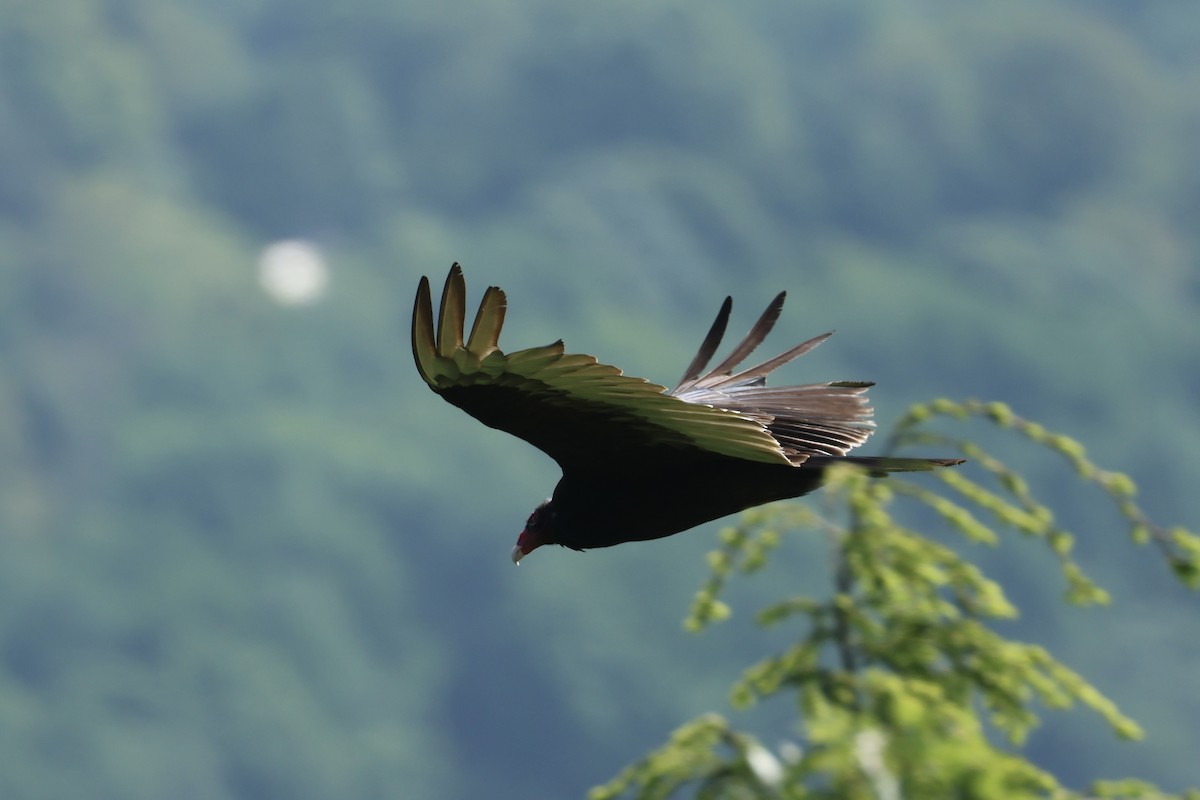 Turkey Vulture - ML638132306