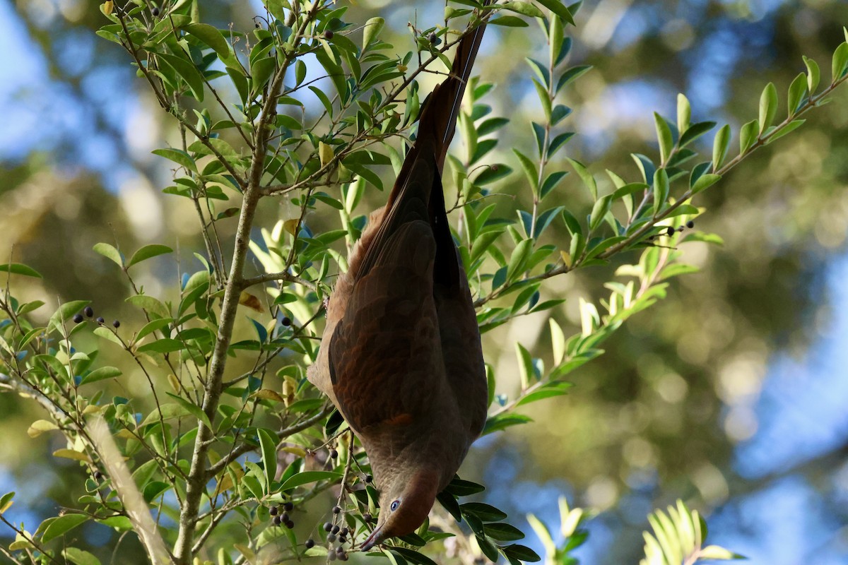 Brown Cuckoo-Dove - ML638132315