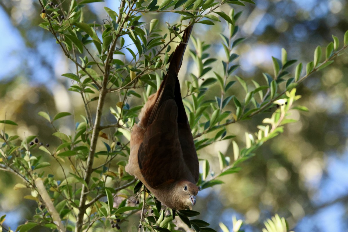 Brown Cuckoo-Dove - ML638132316