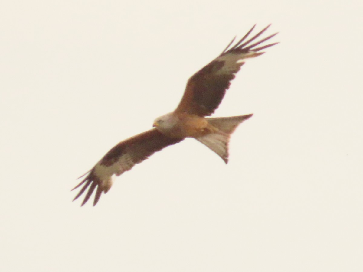 luňák červený - ML638132336