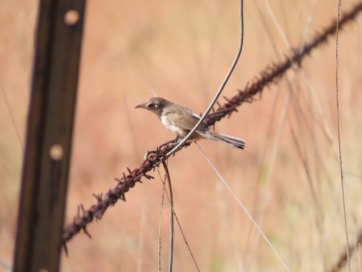 Mégalure du spinifex - ML638132367