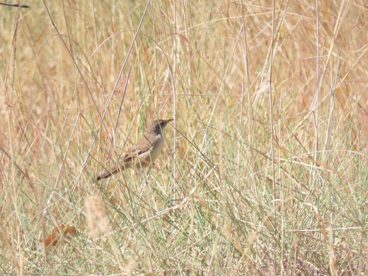 Mégalure du spinifex - ML638132372
