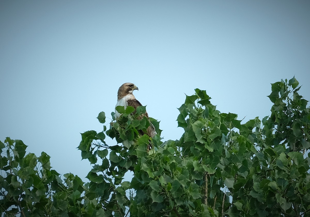 Red-tailed Hawk - ML638132375