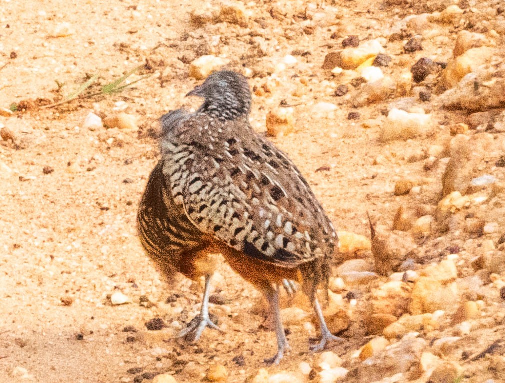 Barred Buttonquail - ML638132376