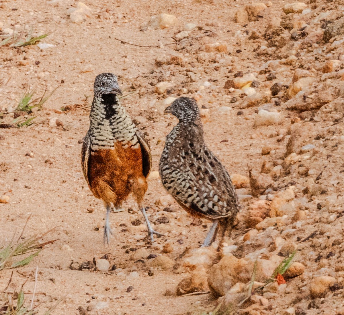 Barred Buttonquail - ML638132377