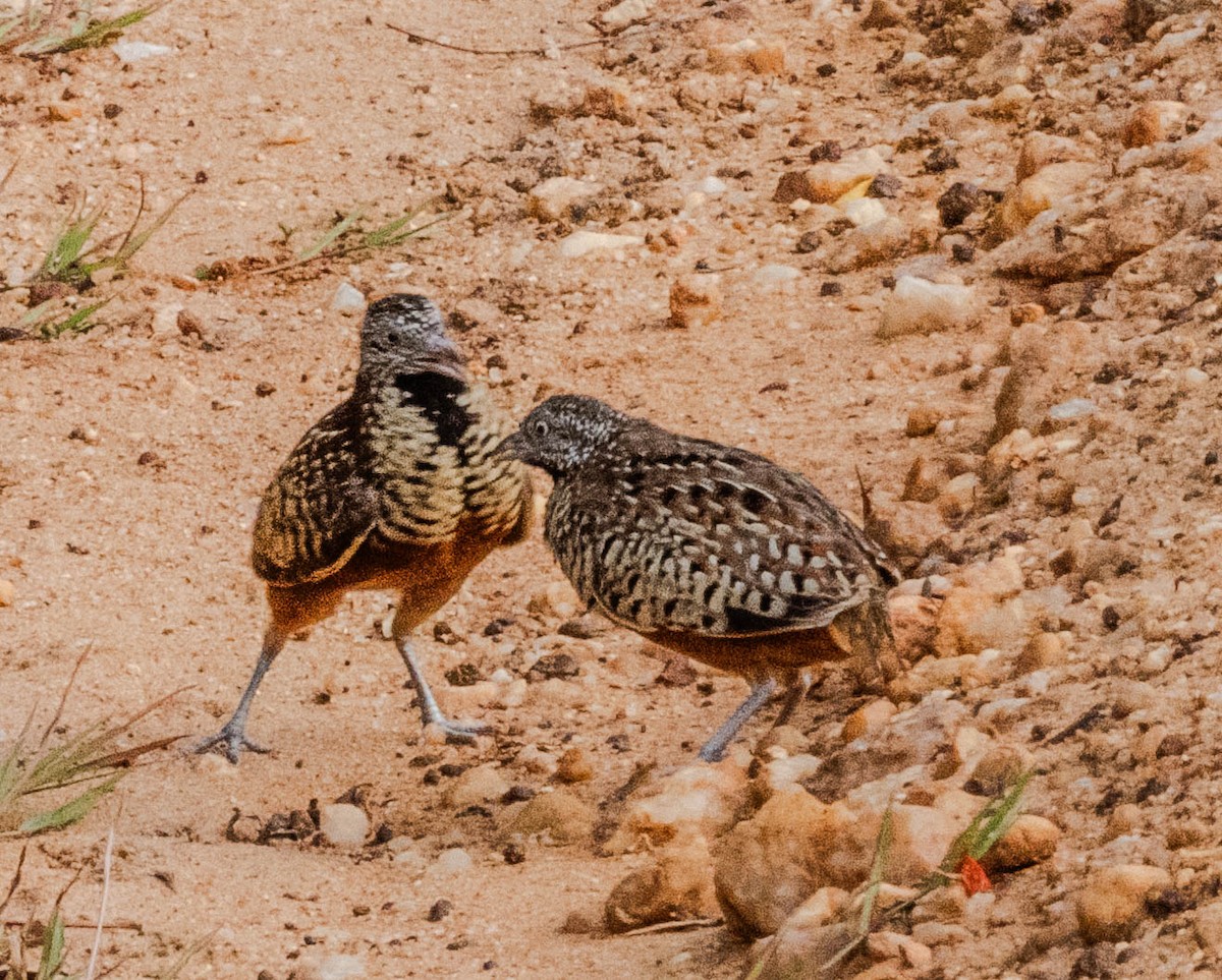 Barred Buttonquail - ML638132378