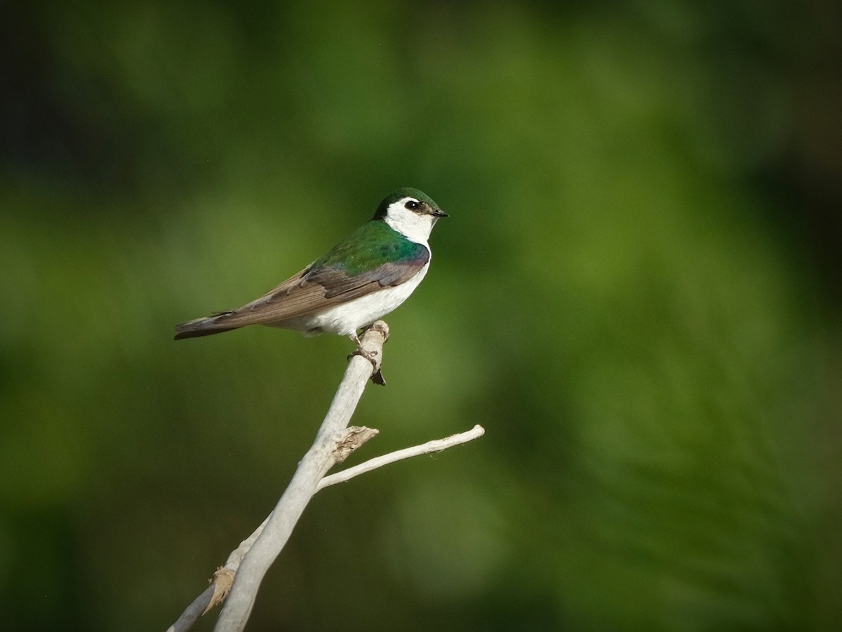 Violet-green Swallow - ML638132379