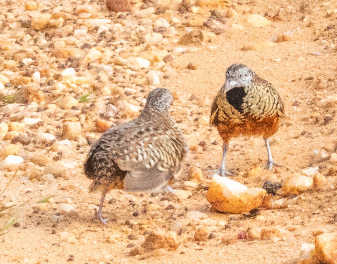 Barred Buttonquail - ML638132394