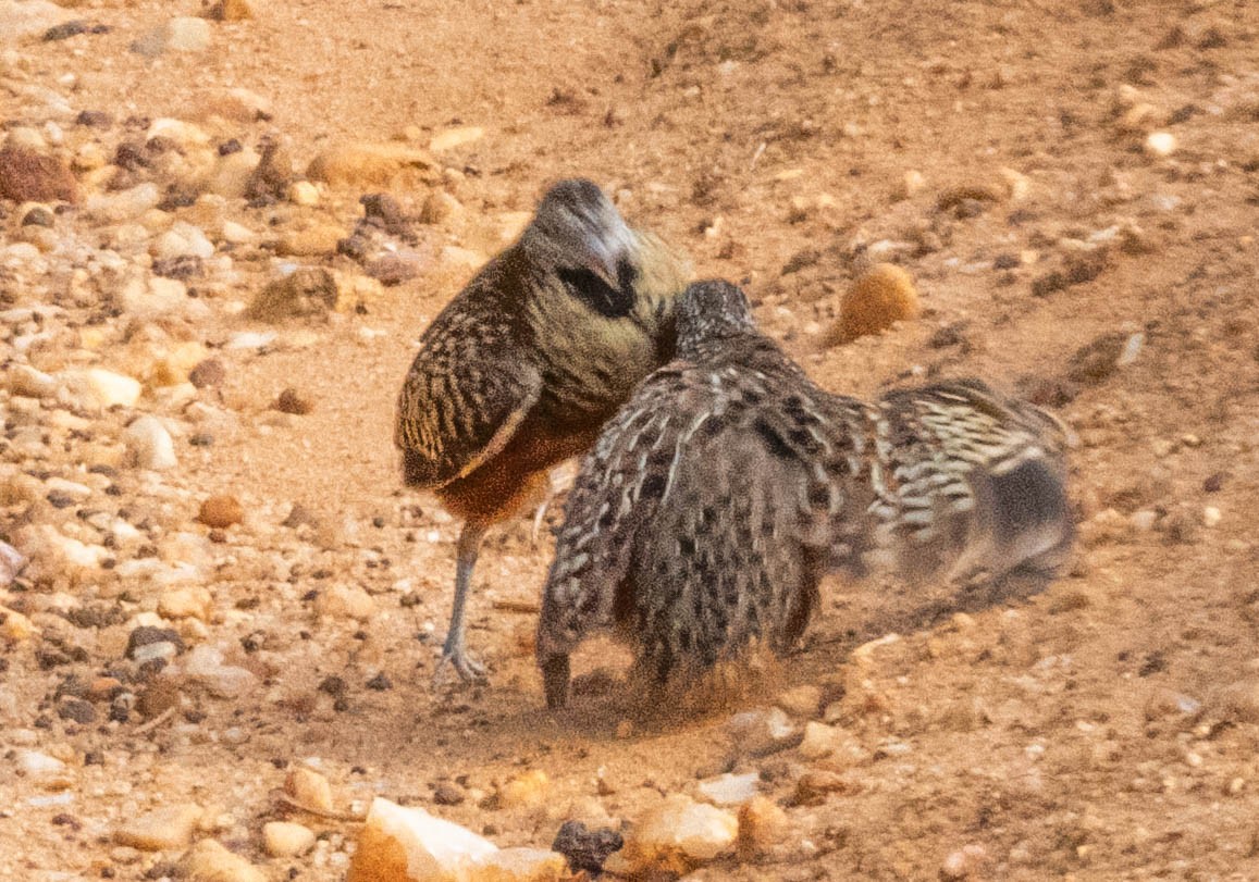 Barred Buttonquail - ML638132395