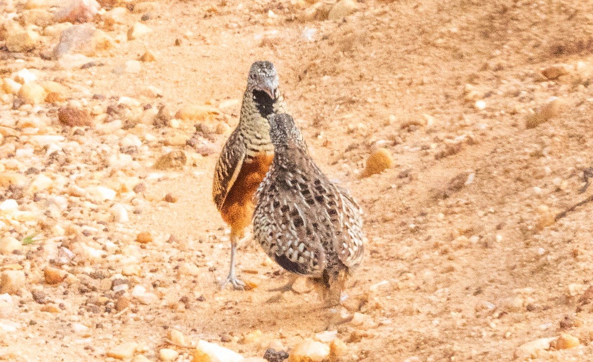 Barred Buttonquail - ML638132396