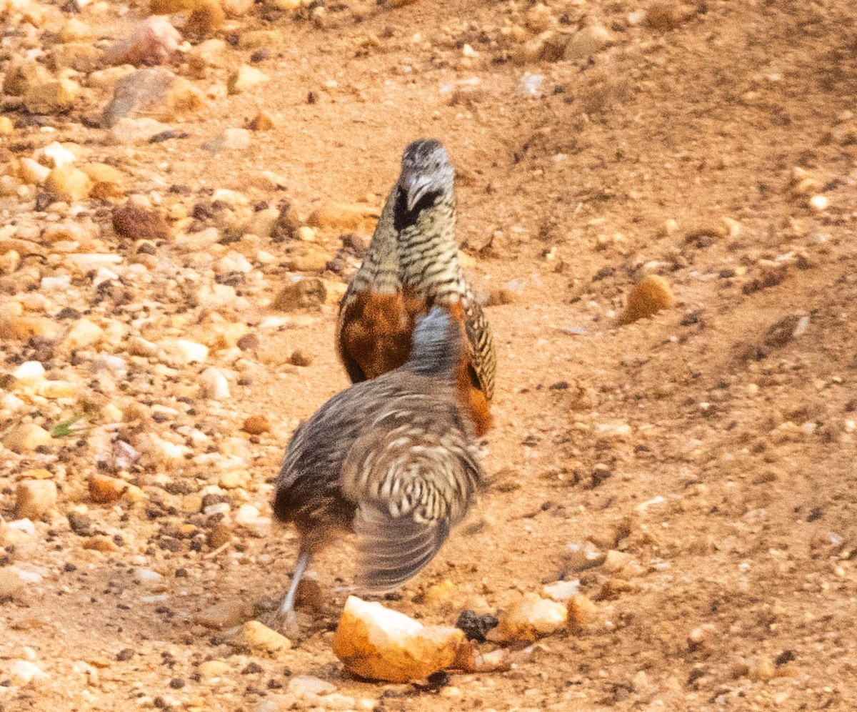 Barred Buttonquail - ML638132397