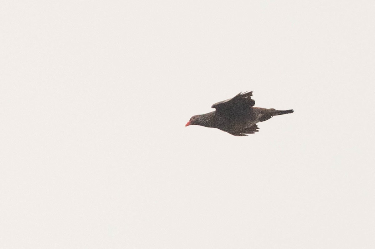 Scaled Pigeon - ML638132400