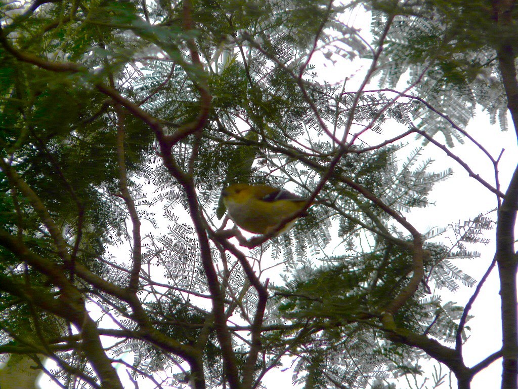 Forty-spotted Pardalote - ML638132401