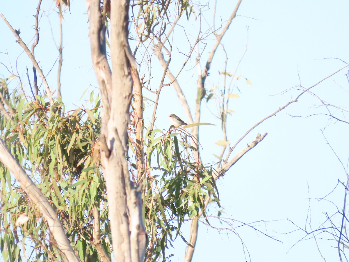 Mistletoebird - ML638132410