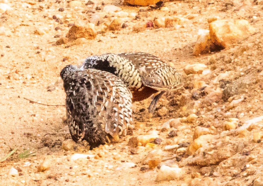 Barred Buttonquail - ML638132420