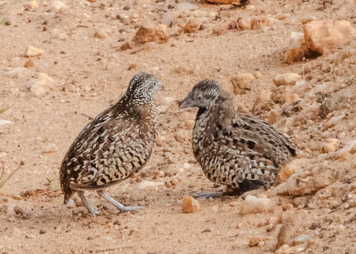Barred Buttonquail - ML638132421