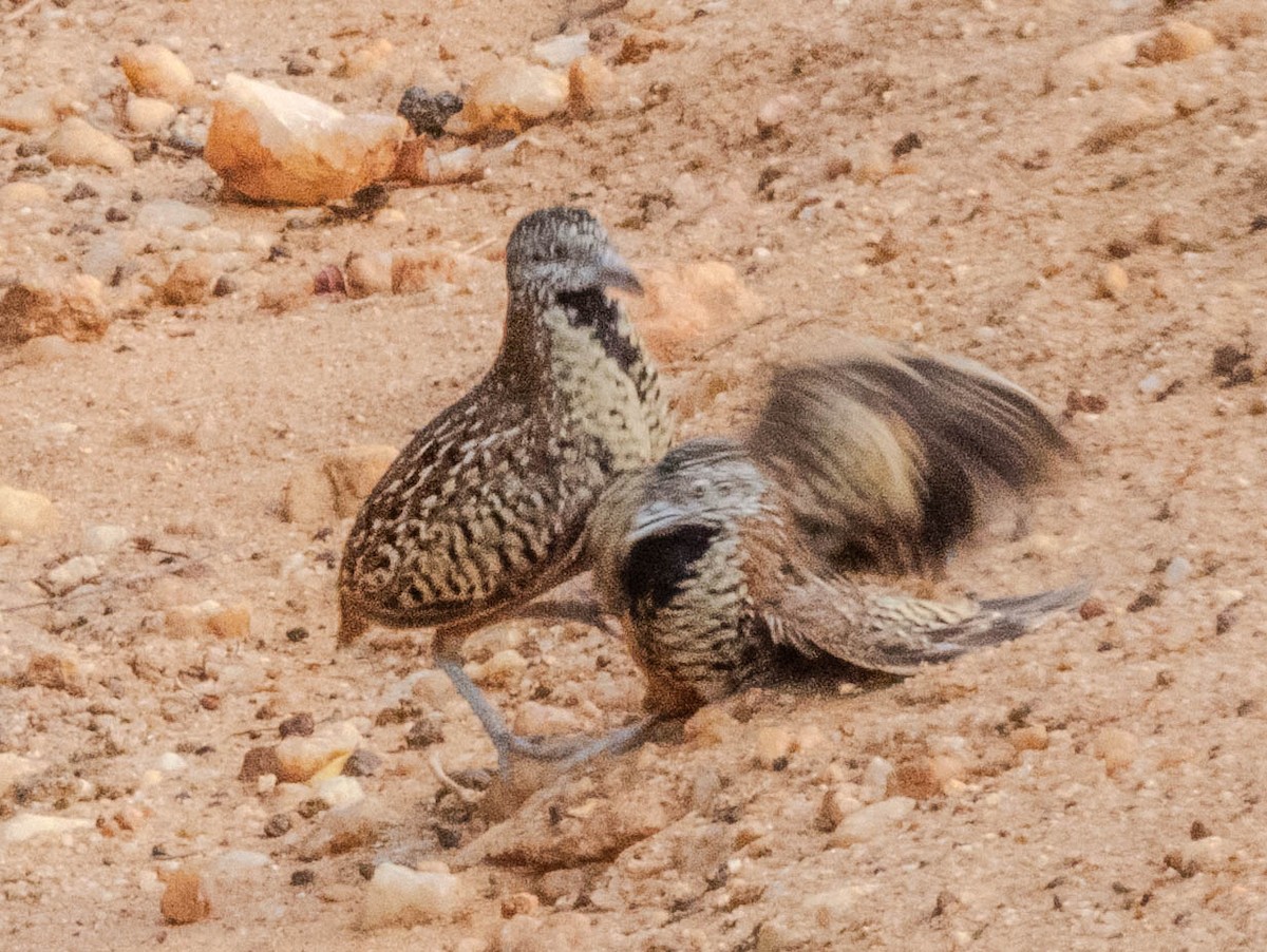 Barred Buttonquail - ML638132423