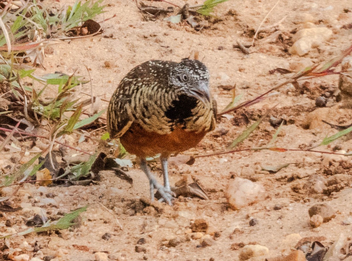 Barred Buttonquail - ML638132424