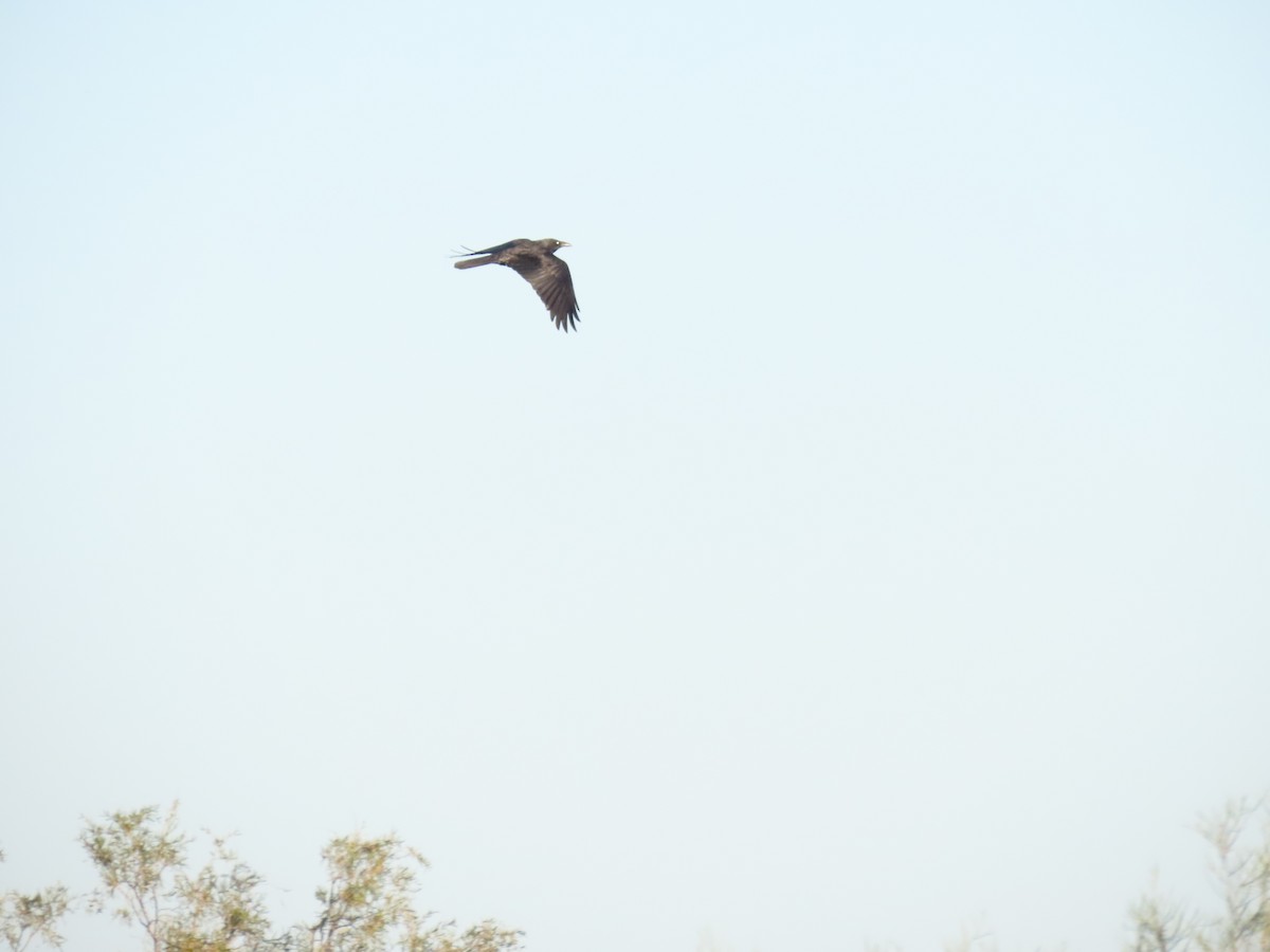 Little Crow - ML638132438