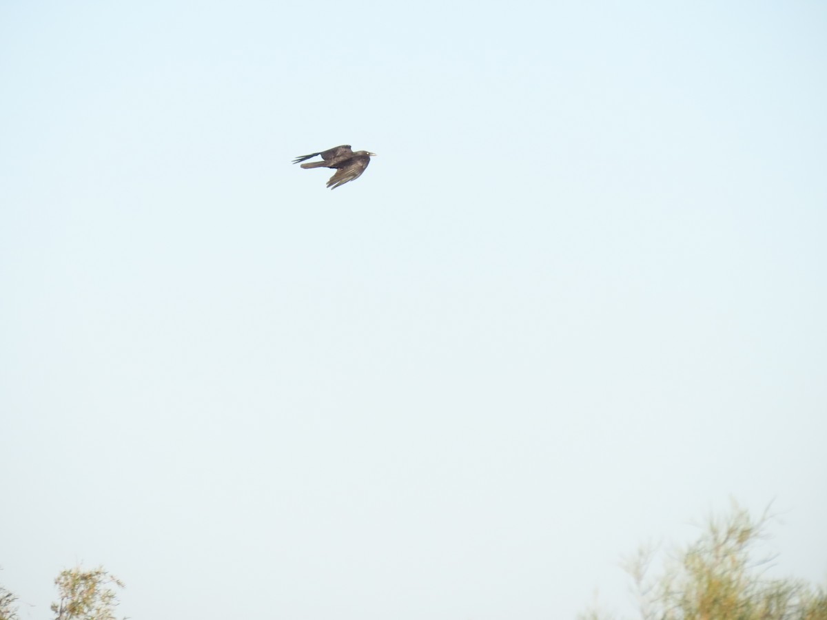 Little Crow - ML638132439